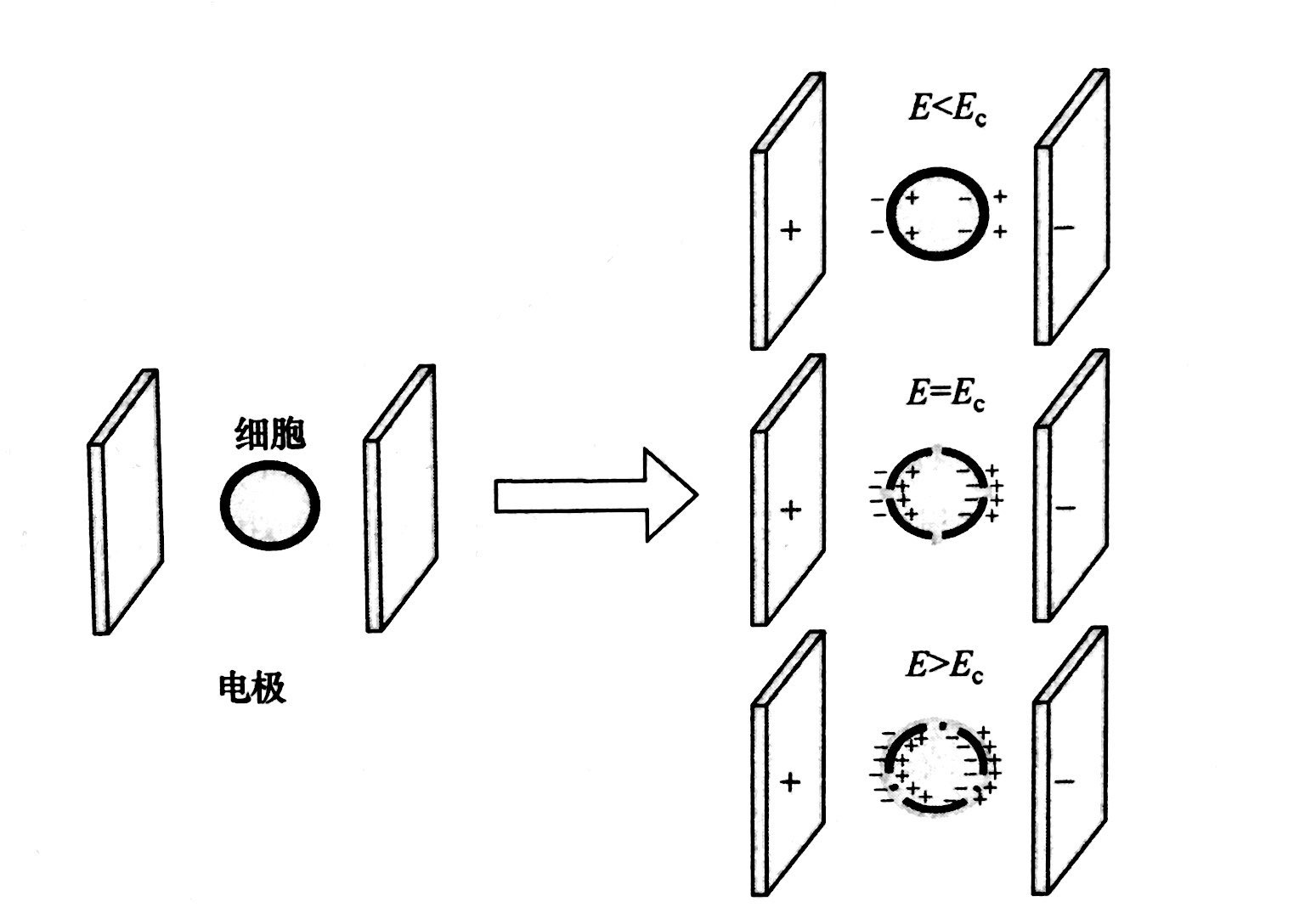 PEF等离子处理的基本原理和典型模型，香蕉视频APP破解版等离子体清洗机介绍
