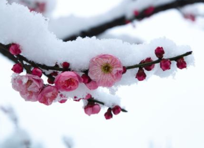 【香蕉视频APP破解版香蕉视频黄下载机】小寒时节赏梅习俗